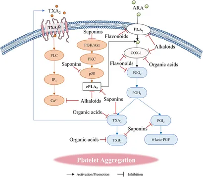 Frontiers | A review of natural compounds to regulate