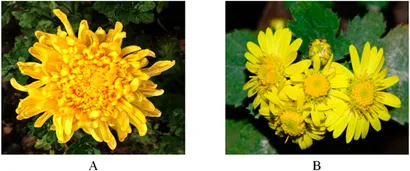 Frontiers | Exploring the antimicrobial, anti-inflammatory