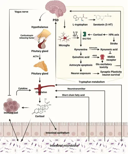 Frontiers | Innovative strategies for post-stroke depression