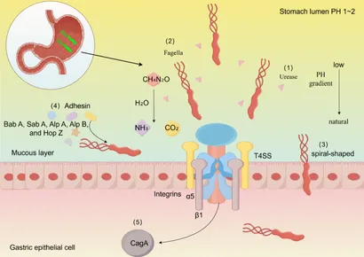 Ｈｅｌｉｃｏｂａｃｔｅｒ　Ｒｅｓｅａｒｃｈ Ｊｏｕｒｎａｌ　ｏｆ　Ｈｅｌｉｃｏｂａｃｔｅｒ　Ｒ ｖｏｌ．２５　ｎｏ．２（２０２/先端医学社/「Ｈｅｌｉｃｏｂａｃｔｅｒ　ｒｅｓｅａｒ（大型本） PDF) Helicobacter pylori