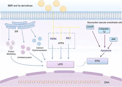 Frontiers | Berberine and its derivatives: mechanisms of