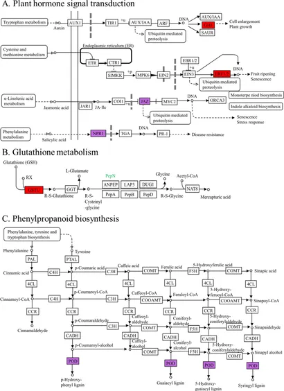 Frontiers | Regulatory mechanism analysis of signal