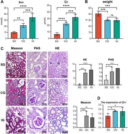 Frontiers | Disrupted gut microbiota promotes the