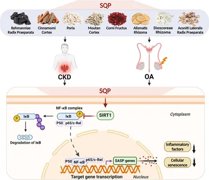 Frontiers | Homotherapy for heteropathy of chronic kidney