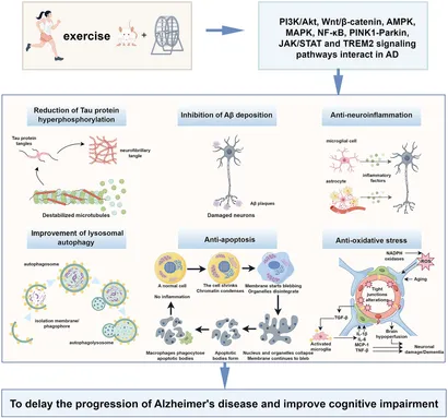 Mマス纏め Dual chemical crosslinking strategy to fabricate lightweight