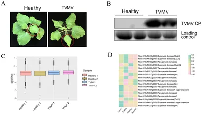 Frontiers | Cu/Zn superoxide dismutase homologs participate