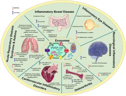 Frontiers | Mesenchymal stem cell-derived exosomes as a