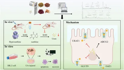 Frontiers | Overview of pharmacodynamical research of