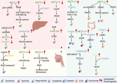 ベータ様 SynBioNanoDesign: pioneering targeted drug delivery with