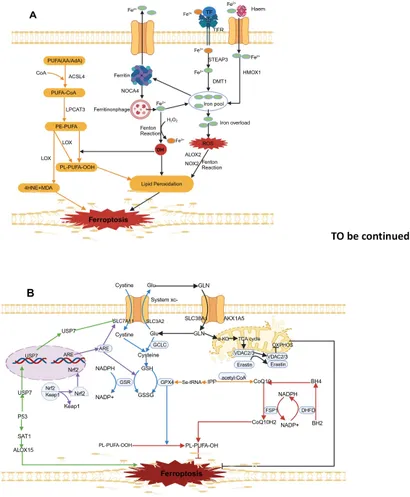 Frontiers | Food-derived compounds targeting ferroptosis for