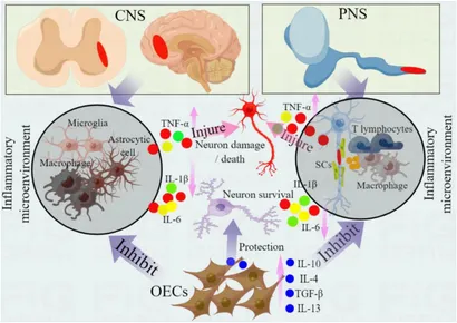 その他 patinet Frontiers | Immune characteristics of olfactory ensheathing