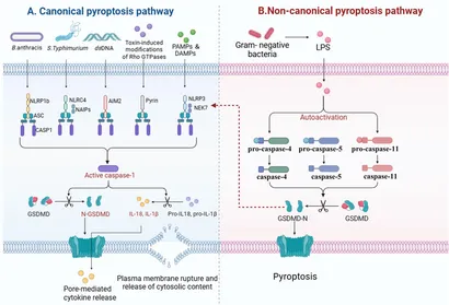 Yuu様 The Therapeutic Potential of MicroRNA-21 in the Treatment of