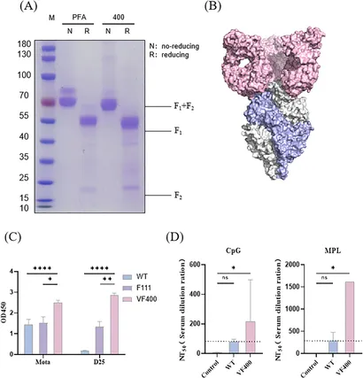 その他 B-up The Hepatitis B Virus Nucleocapsid—Dynamic Compartment for