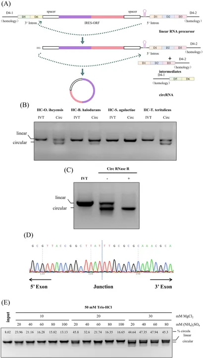 【公式ショップ】 Frontiers | Group IIC self-splicing intron-derived novel ホビーラジコン