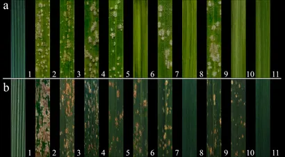 Frontiers | Establishment of a set of St-group wheat