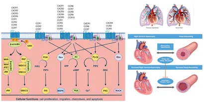 Ｐｕｌｍｏｎａｒｙ　Ｈｙｐｅｒｔｅｎｓｉｏｎ　Ｕｐｄａｔｅ Ｖｏｌ．２　Ｎｏ．２（２０１６/メディカルレビュ-社（大型本） Frontiers | Therapeutic challenges and new therapeutic