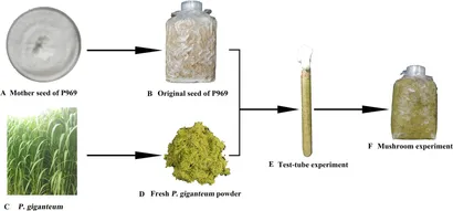 Frontiers | Non-sterile substrate cultivation of oyster