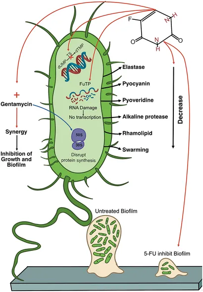 Frontiers | Effect of 5-fluorouracil on Pseudomonas