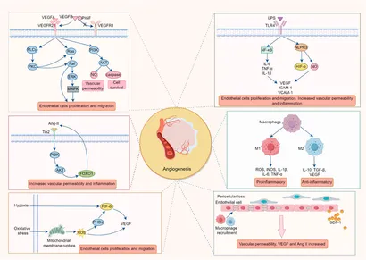 ドラゴンボールZ -THE出陣-1孫悟空 フィギュア 2体セット Frontiers | Inhibition of retinal neovascularization by