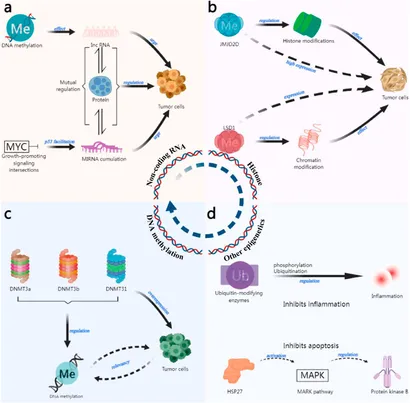 I_M様 Frontiers | Plant polysaccharides influence tumor
