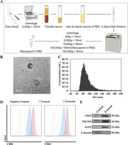 Frontiers | Tumor-derived exosomal lncRNA SNHG4 promotes