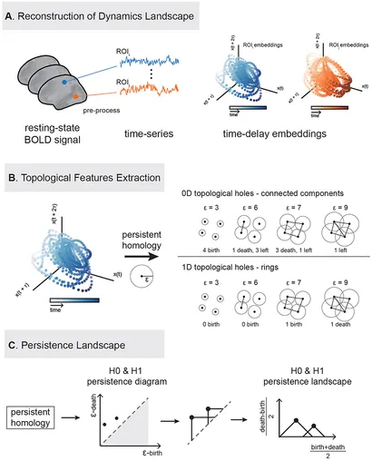 Frontiers | Topological signatures of brain dynamics