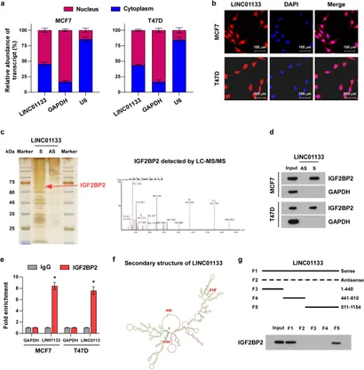 Frontiers | The m6A modification of LINC01133 suppresses ER+