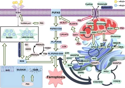 Frontiers | Targeting the ferroptosis pathway for rheumatoid