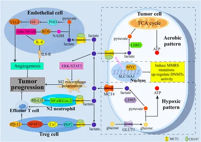 Frontiers | The role of MCT1 in tumor progression and
