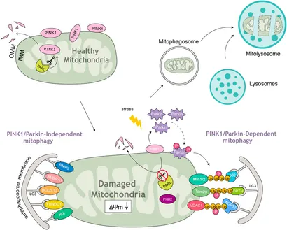 Frontiers | Mechanism and regulation of mitophagy in liver