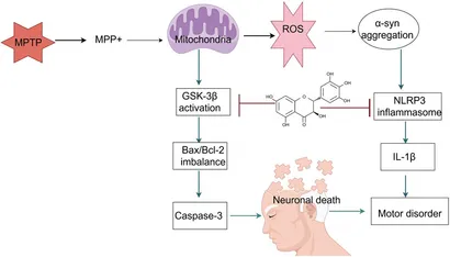 その他 pi Frontiers | Pharmacological mechanisms and potential