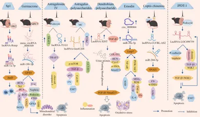 Frontiers | Research progress on non-coding RNA regulatory