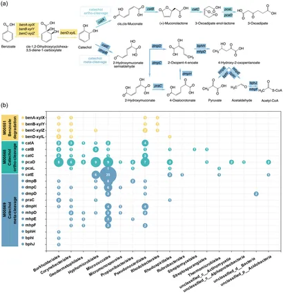 メジャー ジャパメタ ZX-9R(ZX900B)-since 1994- - バイクの系譜