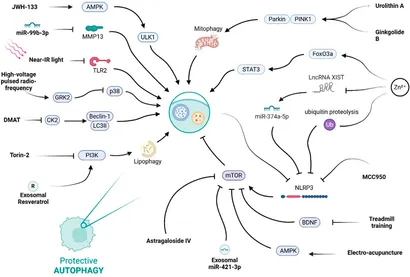 Frontiers | Microglia and programmed cell death in spinal