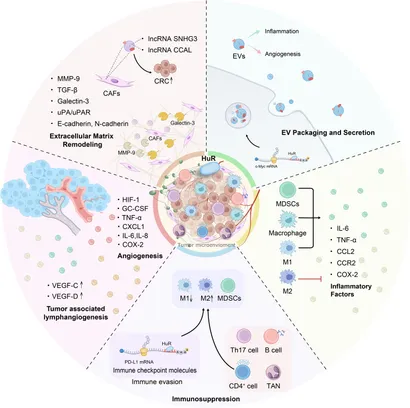 Frontiers | Post-transcriptional regulation by HuR in colorectal