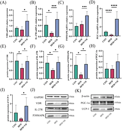 Frontiers | Vitamin D3 promotes white fat beige through IL-27