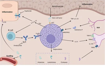 Frontiers | The recent advances of mast cells in the
