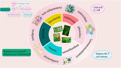Frontiers | Research progress on phytochemistry and pharmacology