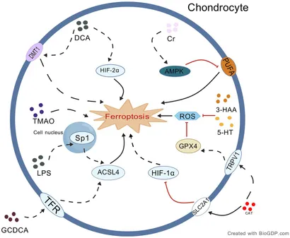 Frontiers | The “gut microbiota-ferroptosis axis”: a hypothesis