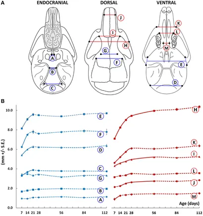 Functional Morphology in Vertebrate Thomason， Jeffrey J. Functional Morphology in Vertebrate Thomason， Jeffrey J.
