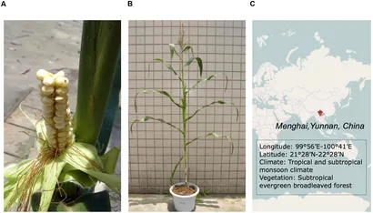 Frontiers | Characterization of Genome-Wide Variation in