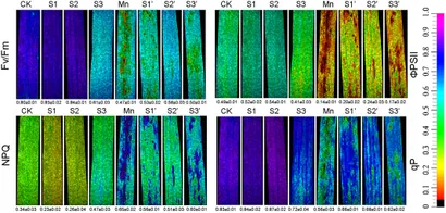 Frontiers | Sulfur Mediated Alleviation of Mn Toxicity in