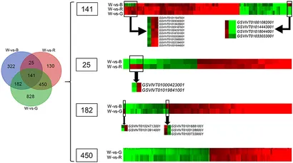 shin Chromosomal Localization and Diversity Analysis of 5S and