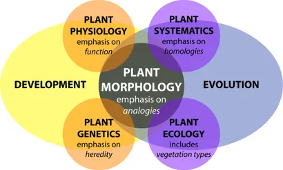 洋書 MORPHOLOGY OF PLANTS 512DWYDP2HL.jpg_BO30,255,255,