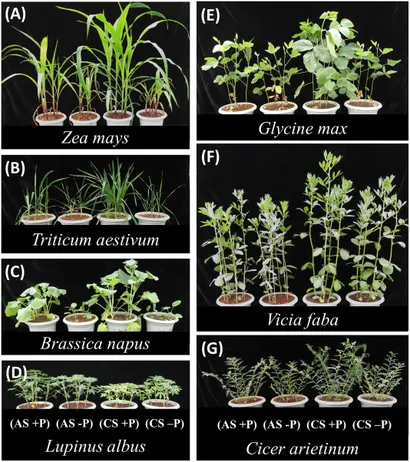 洋書 MORPHOLOGY OF PLANTS Morphology of Plants: Bold, Harold Charles: 9780060408497