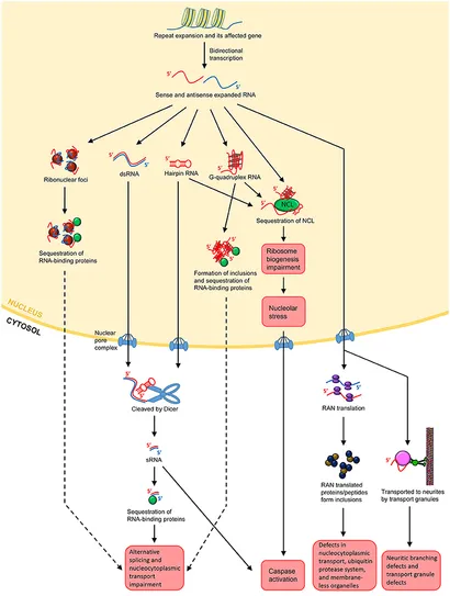 Frontiers | Drosophila melanogaster As a Model Organism to