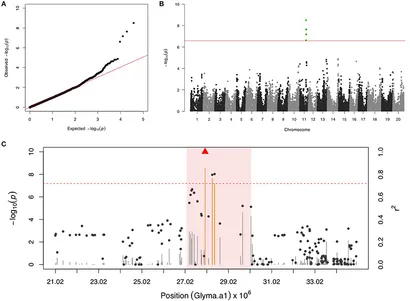 Is Slow-Onset Long-Acting Monoamine Transport Blockade to