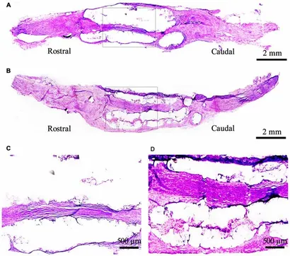 Frontiers | The Effects of Epidermal Neural Crest Stem Cells on