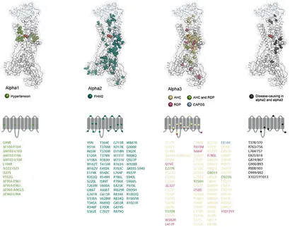 Frontiers | The Structure and Function of the Na,K-ATPase