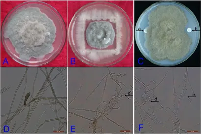 ^_^ 📁AUDI Q5 2.0TDI 📁KAMBIO AUTOMATIKE 📁KARBURANTI DIEZEL